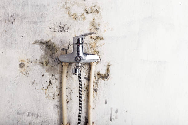 Best Professional Mold Removal  in Perry, LA