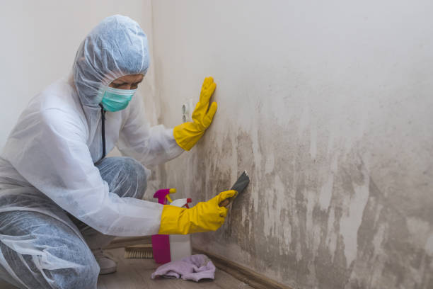 Best Attic Mold Removal  in Perry, LA