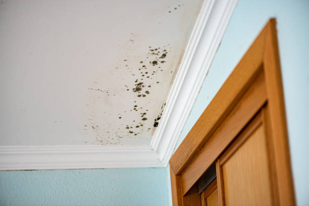 Best Emergency Mold Removal  in Perry, LA