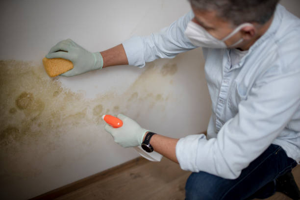 Best Same-Day Mold Removal  in Perry, LA