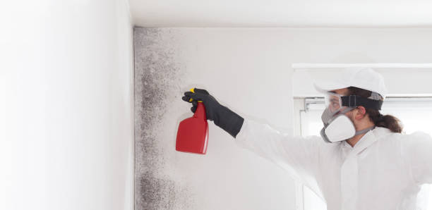 Best Certified Mold Removal  in Perry, LA