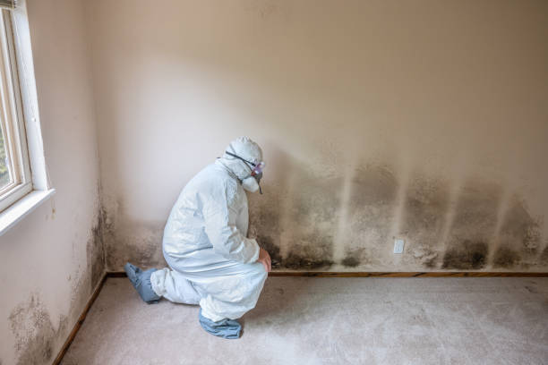 Best Black Mold Removal  in Perry, LA