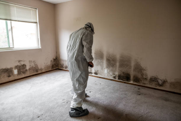 Best Mold Testing  in Perry, LA