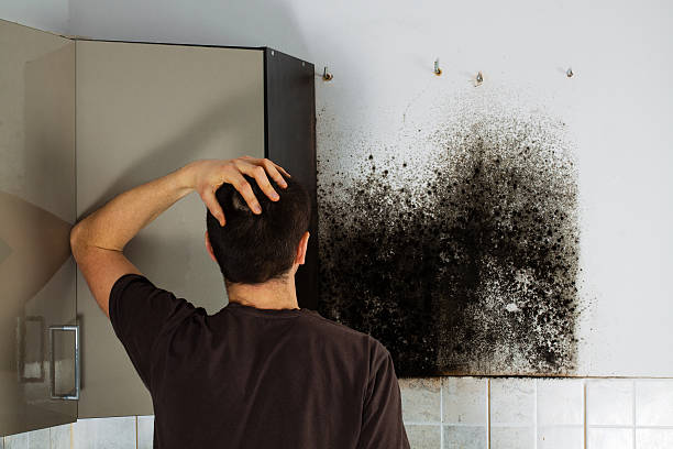Home Mold Removal in Perry, LA